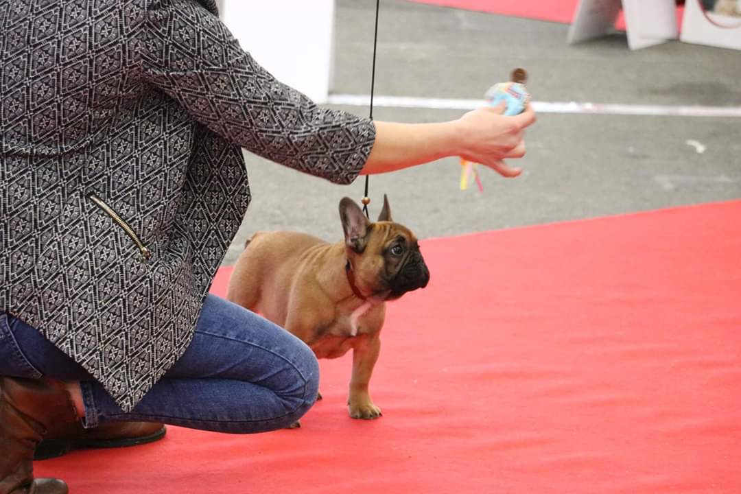 O'sweet boy De l'ancolie des alpes